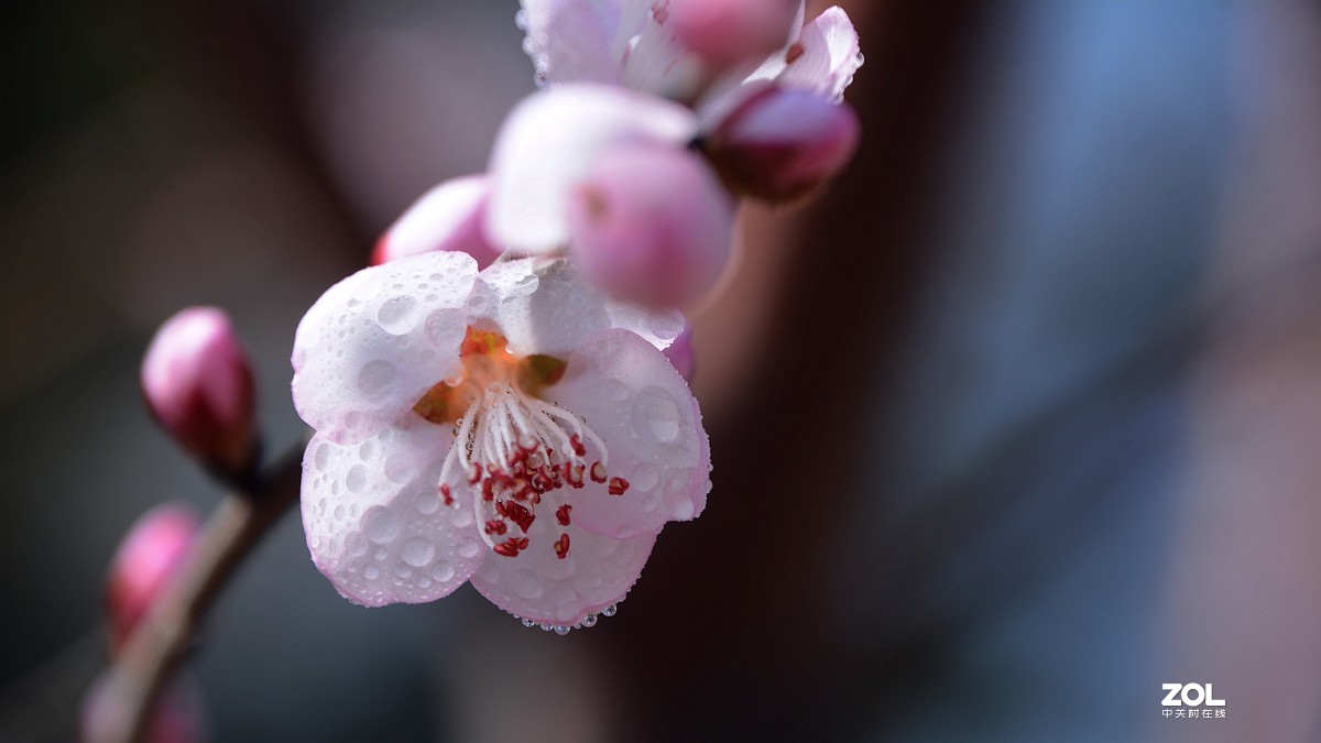 桃花嫣然出篱笑，似开未开最有情。