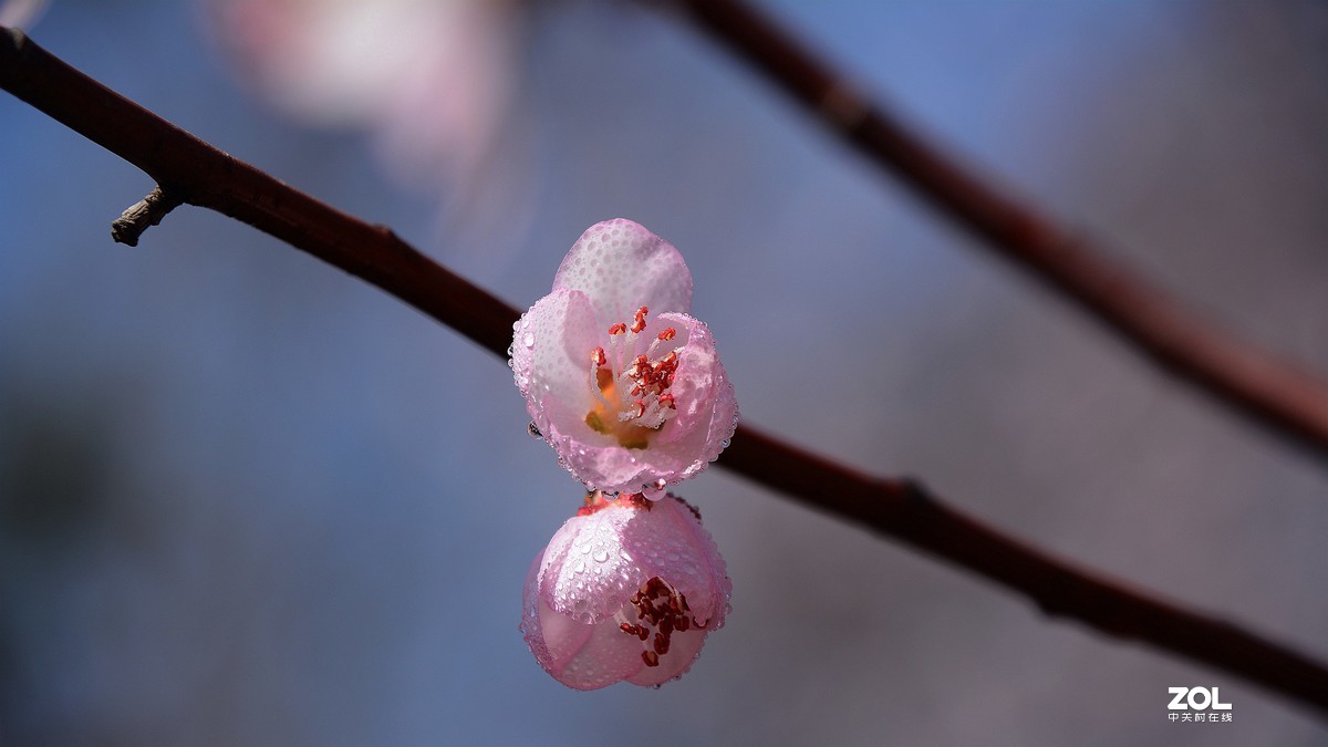 桃花嫣然出篱笑，似开未开最有情。