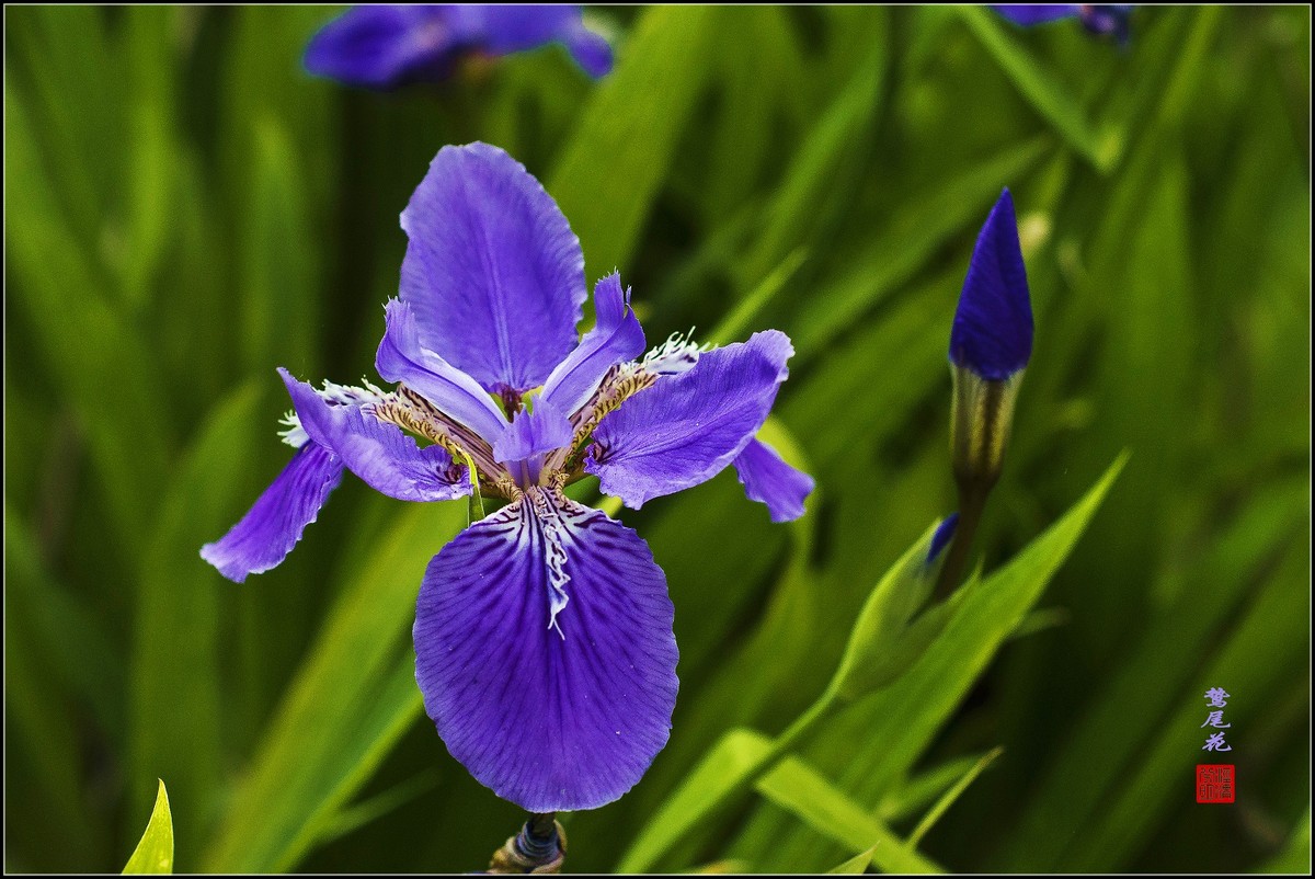 鸷尾花一组请师友指导