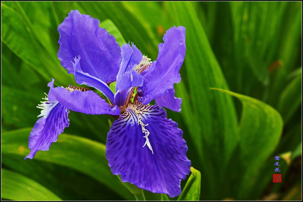 鸷尾花一组请师友指导