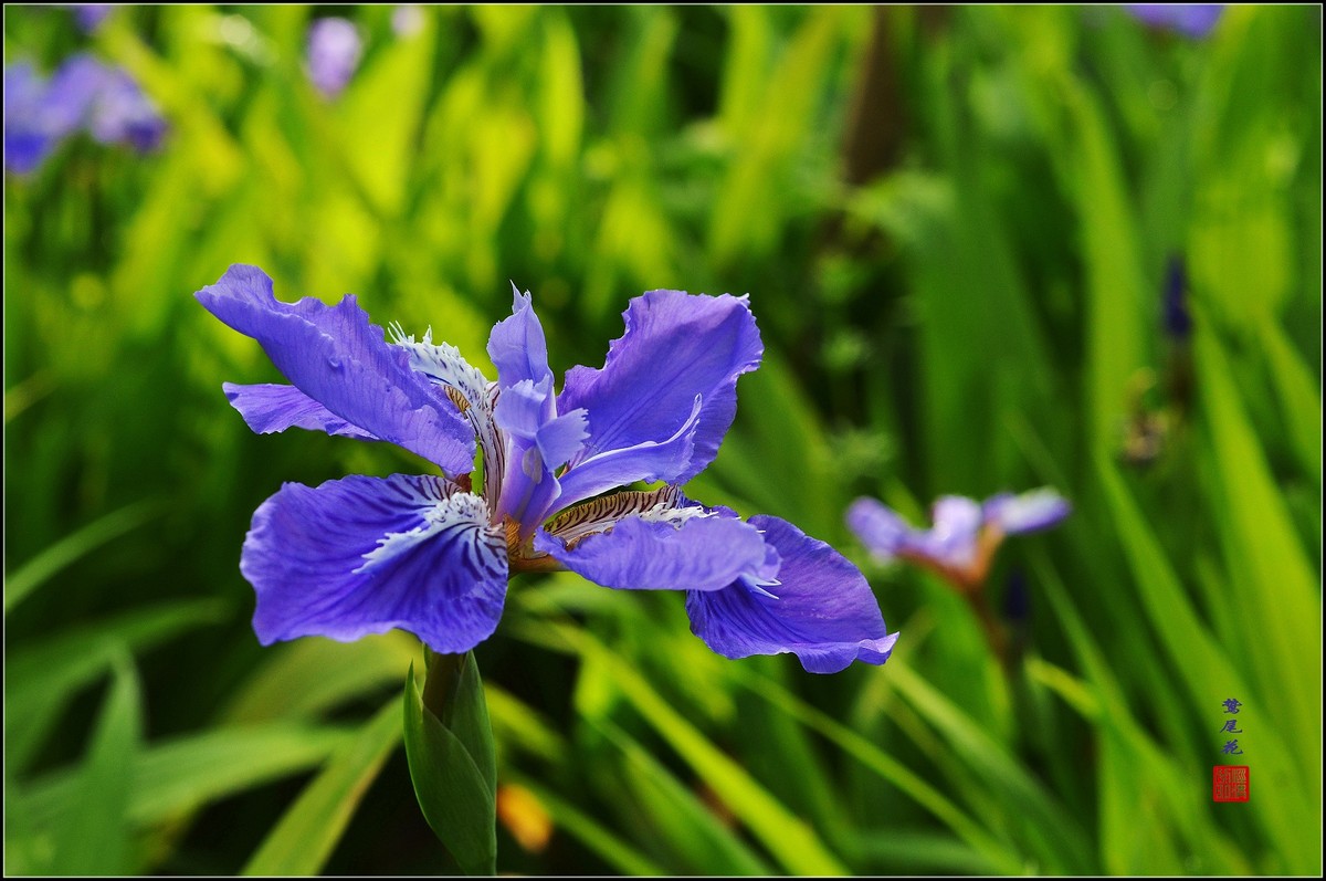 鸷尾花一组请师友指导