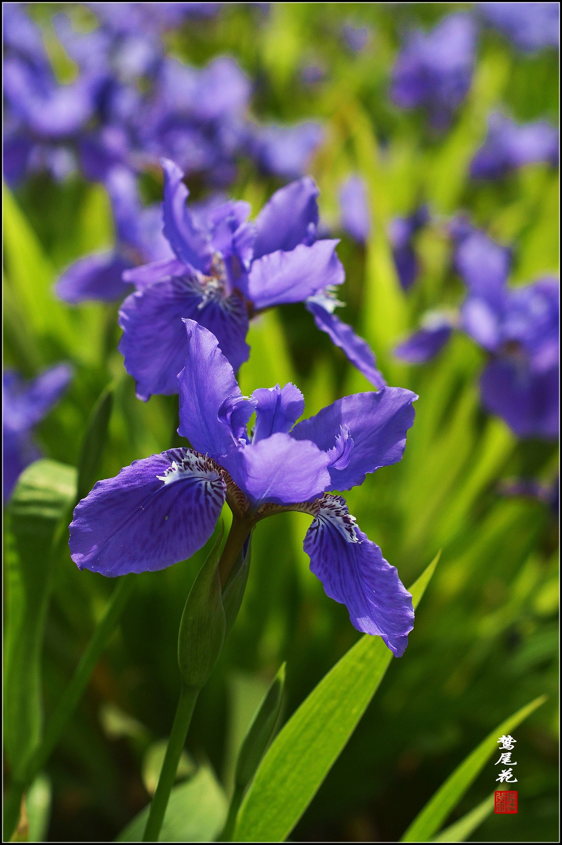 鸷尾花一组请师友指导