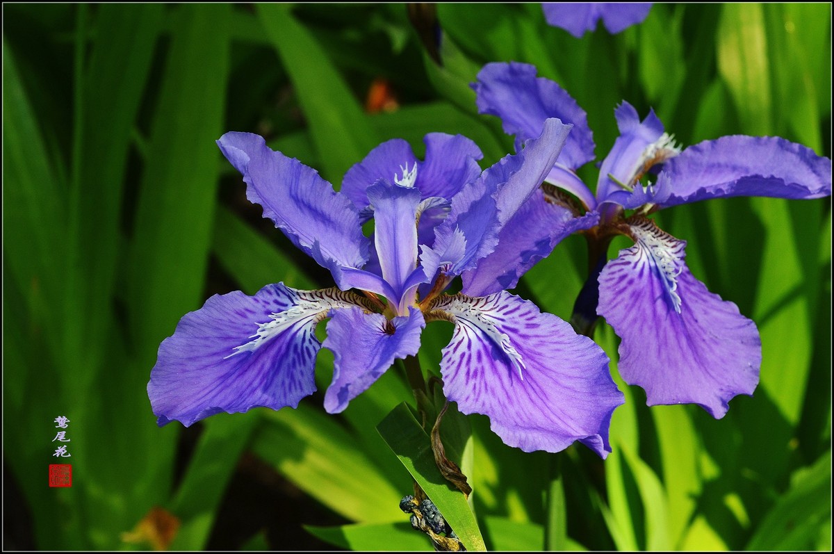 鸷尾花一组请师友指导