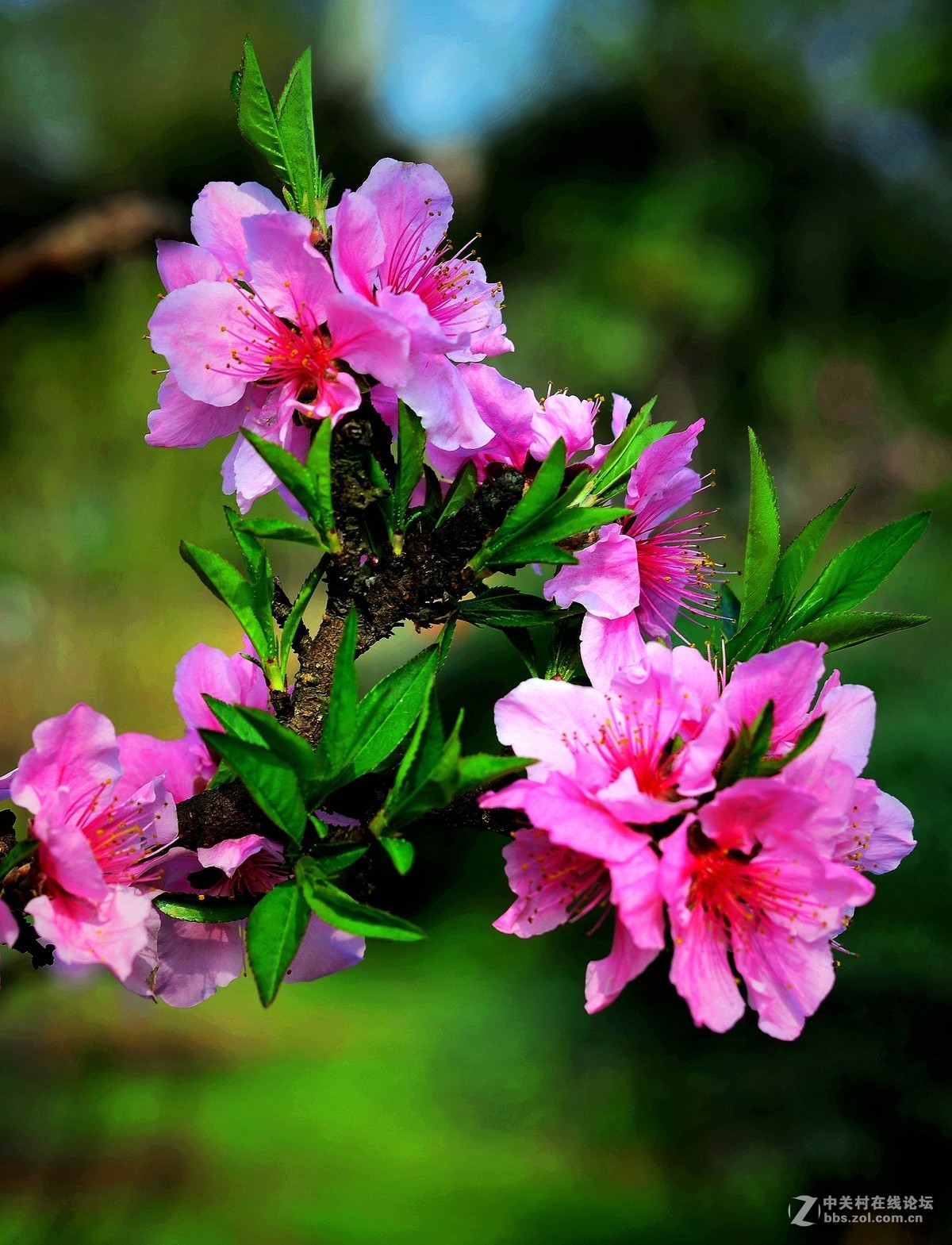 桃花朵朵開