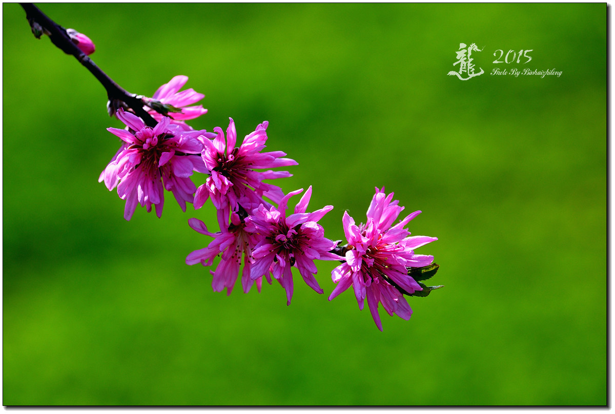 一组【菊花碧桃】恭贺好友“摄影随心”荣任牡丹江星空(中国)版主！