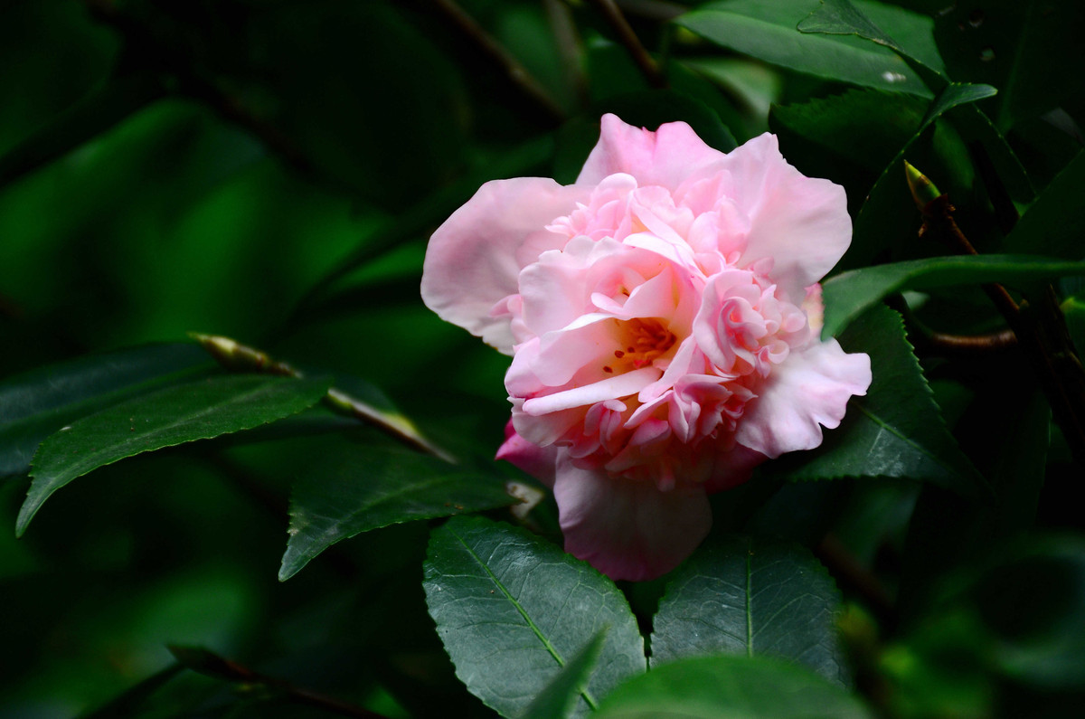 D7K 18-140 春（2015）