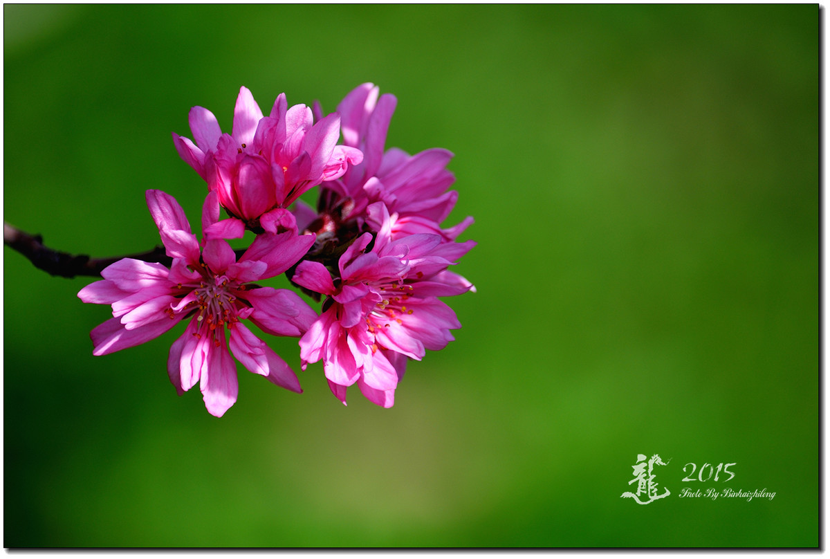 一组【菊花碧桃】恭贺好友“摄影随心”荣任牡丹江星空(中国)版主！