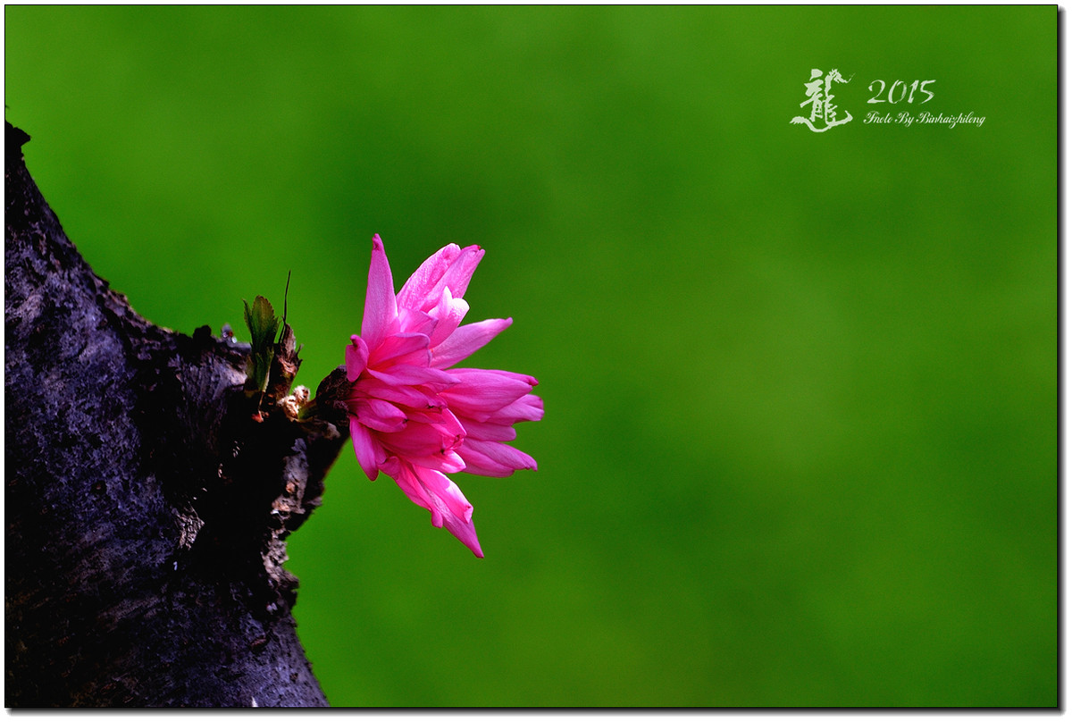 一组【菊花碧桃】恭贺好友“摄影随心”荣任牡丹江星空(中国)版主！