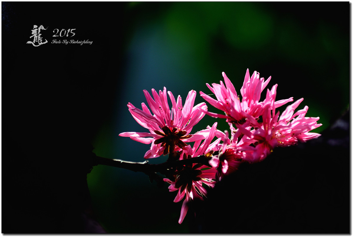 一组【菊花碧桃】恭贺好友“摄影随心”荣任牡丹江星空(中国)版主！