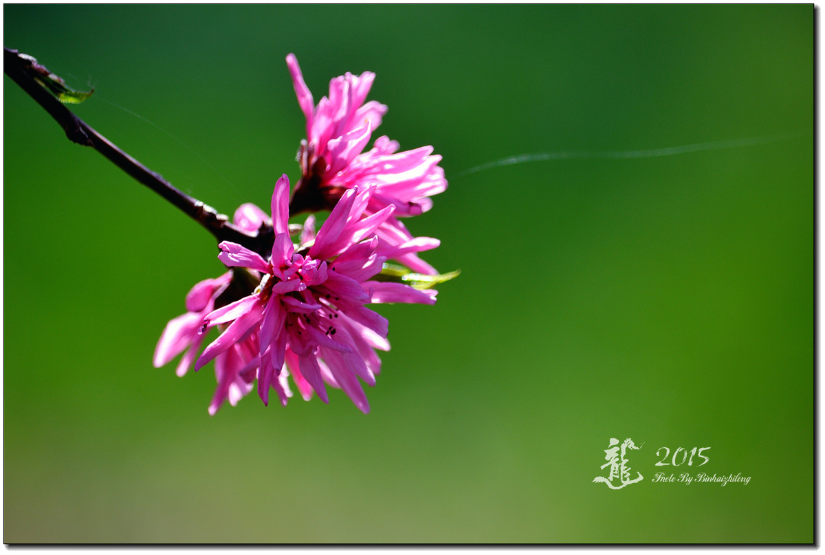 一组【菊花碧桃】恭贺好友“摄影随心”荣任牡丹江星空(中国)版主！