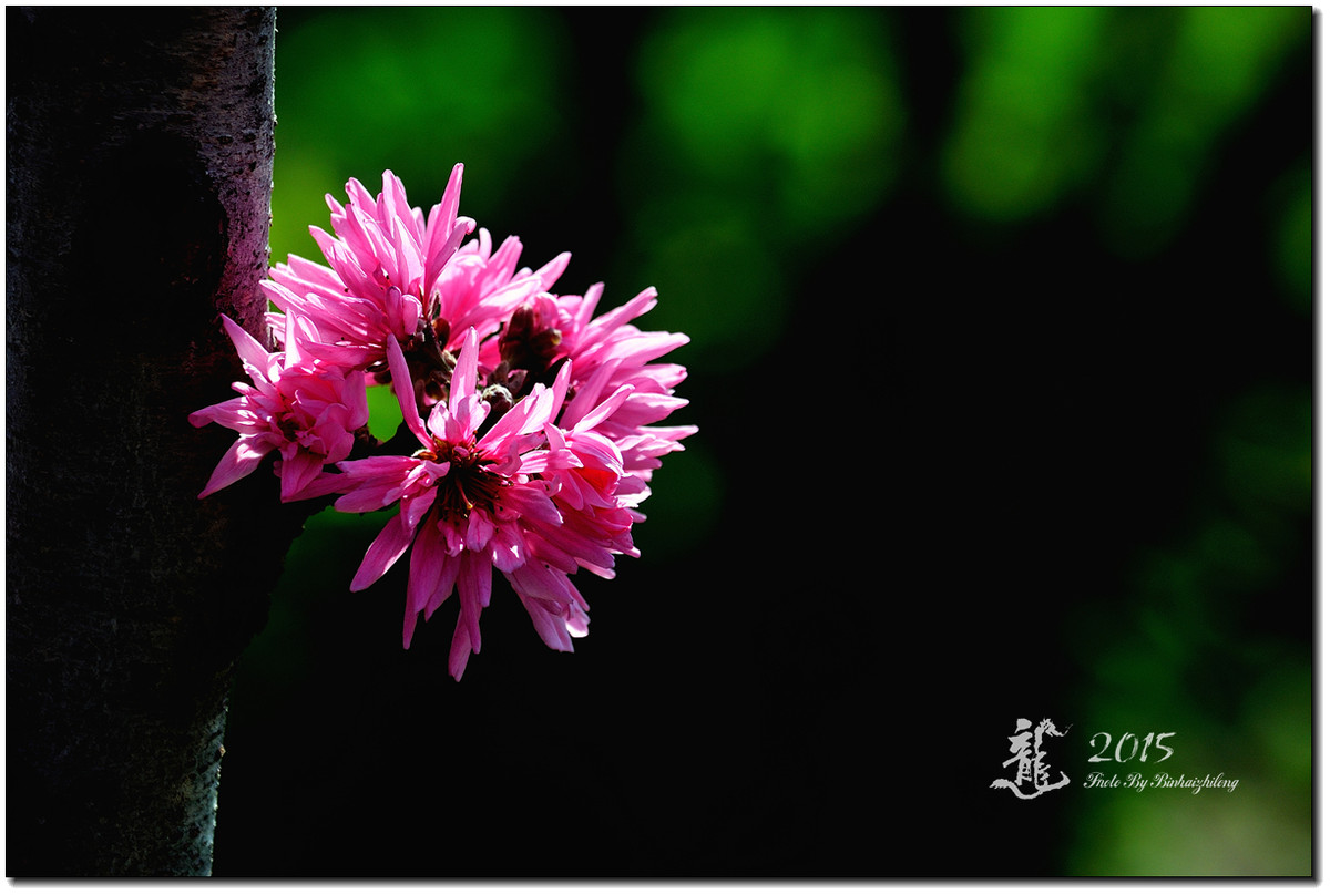 一组【菊花碧桃】恭贺好友“摄影随心”荣任牡丹江星空(中国)版主！