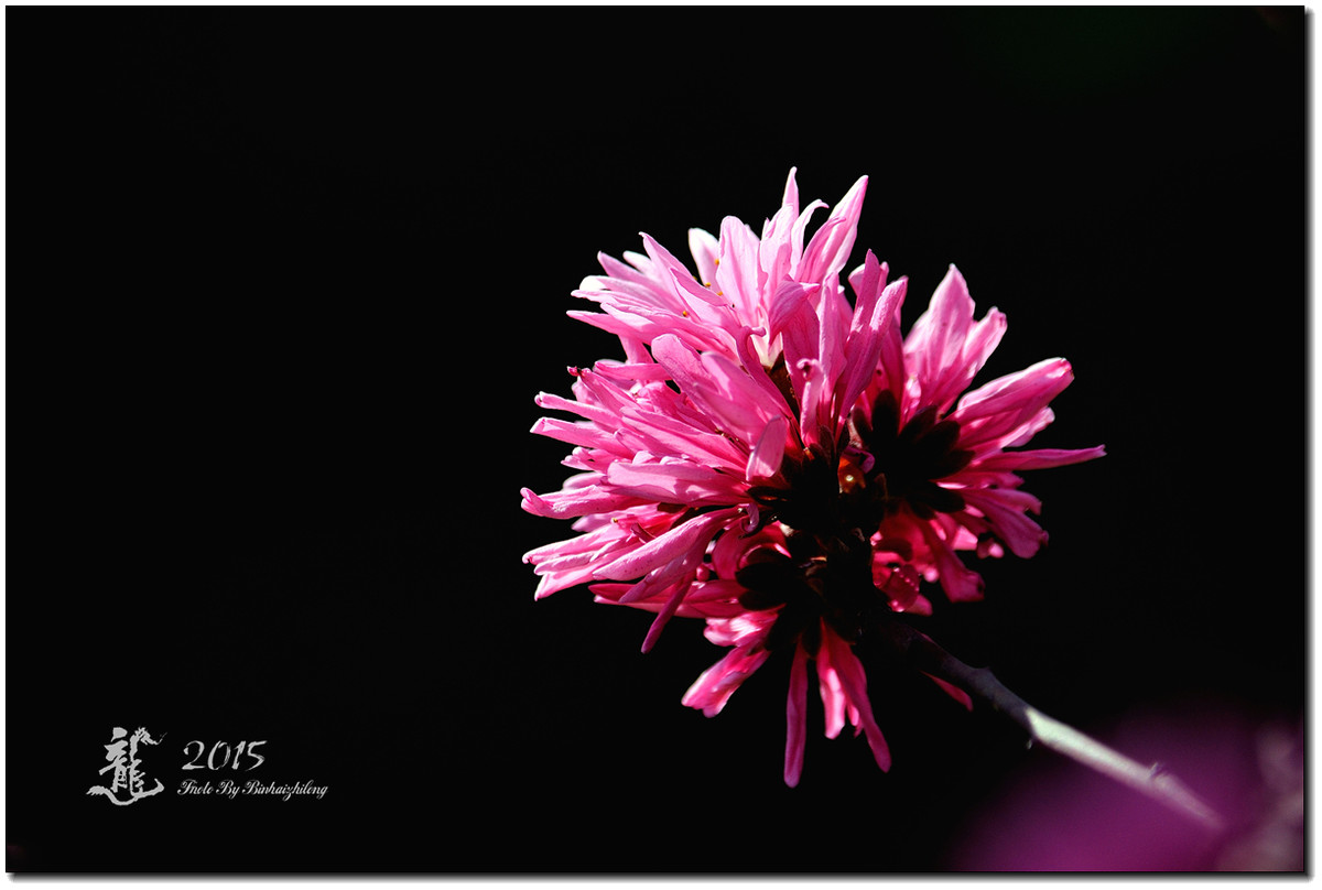 一组【菊花碧桃】恭贺好友“摄影随心”荣任牡丹江星空(中国)版主！