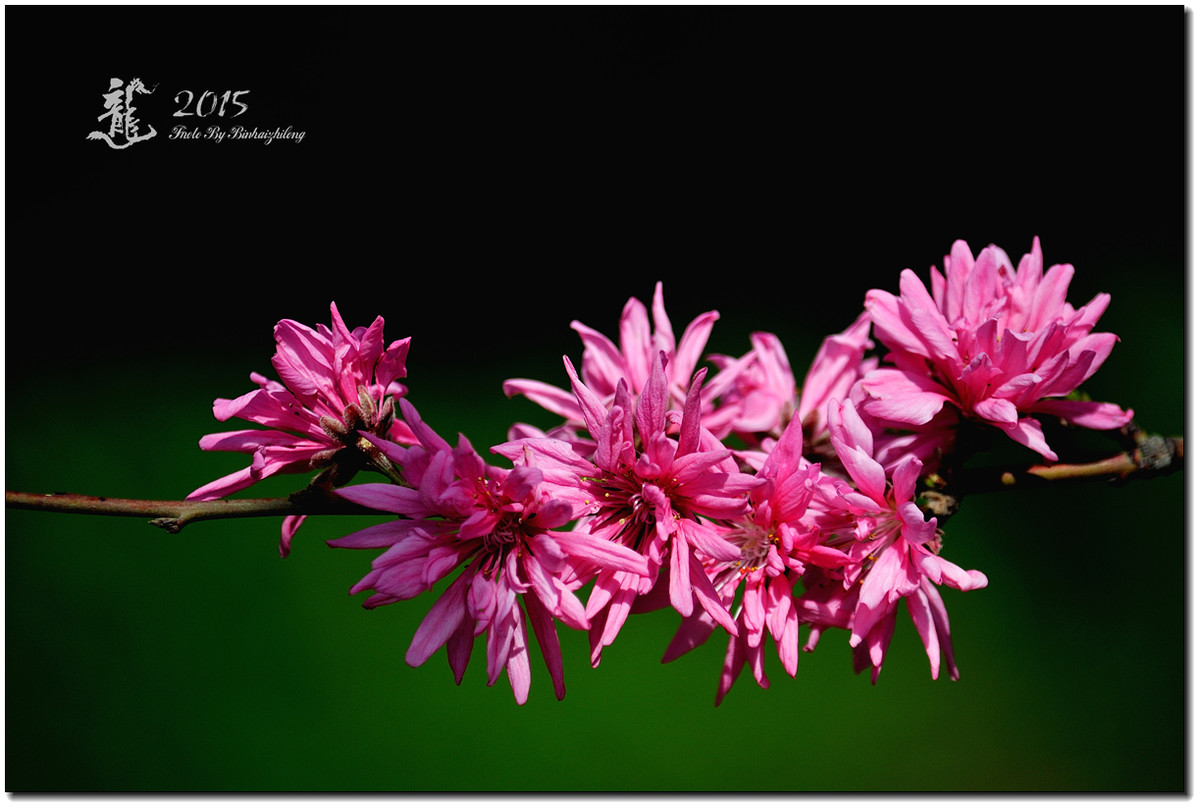 一组【菊花碧桃】恭贺好友“摄影随心”荣任牡丹江星空(中国)版主！