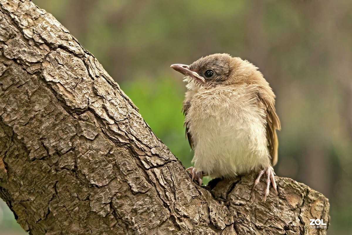 刚离巢的小白头鹎