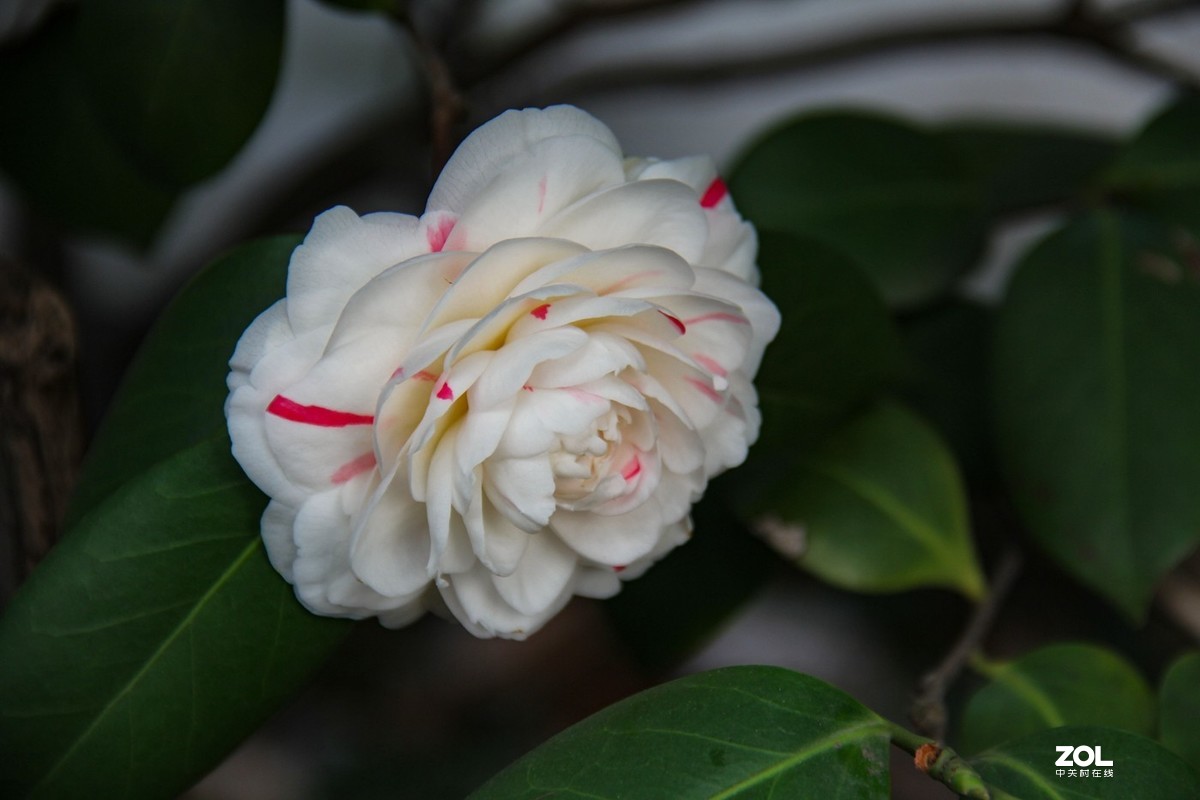 茶花抓破美人脸图片图片