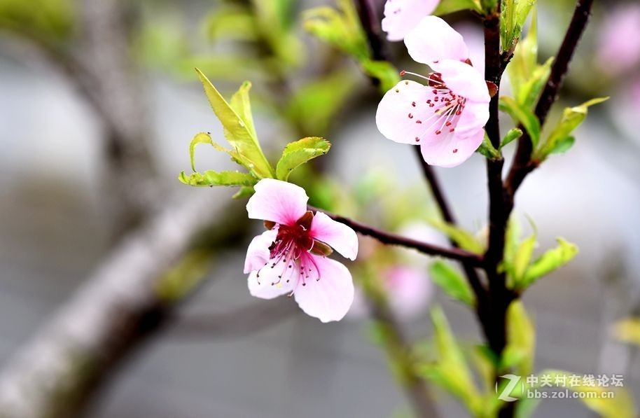 周末市区市河边用105拍花（一）