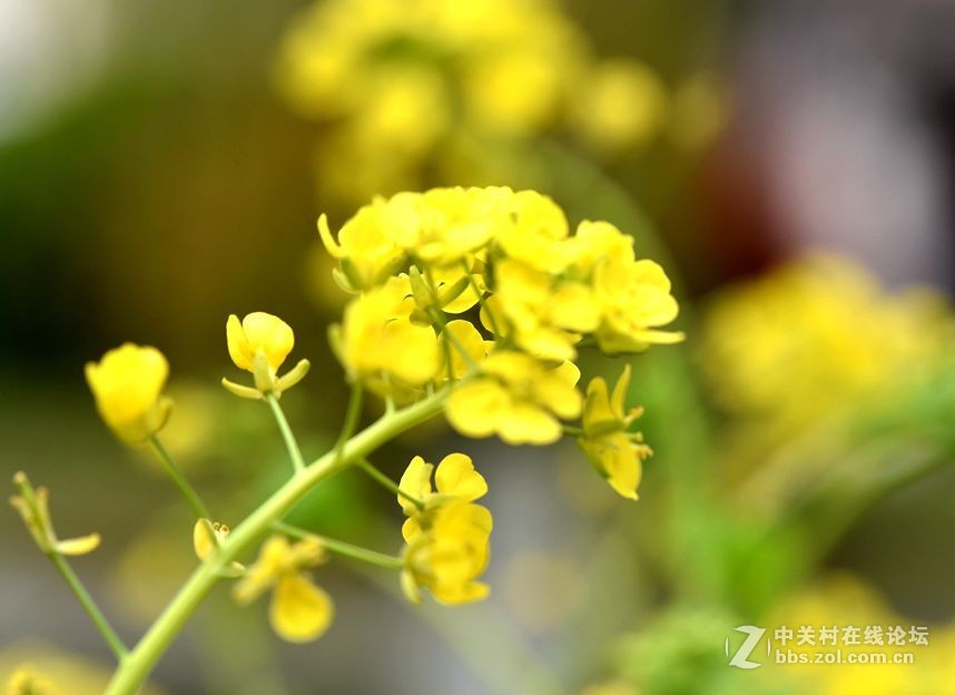 周末市区市河边用105拍花（一）