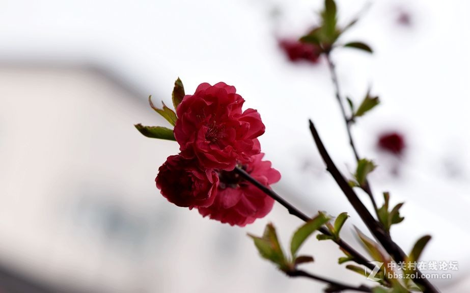 周末市区市河边用105拍花（一）