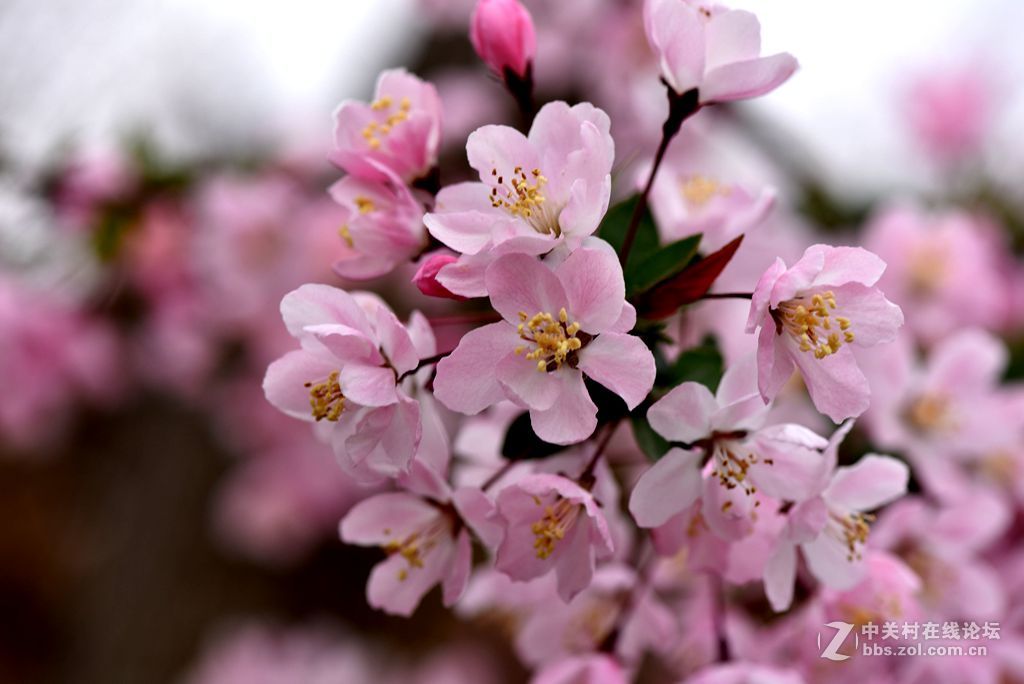 周末市区市河边用105拍花（一）