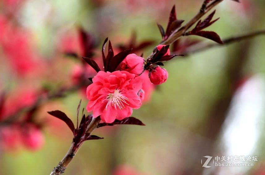 周末市区市河边用105拍花（一）