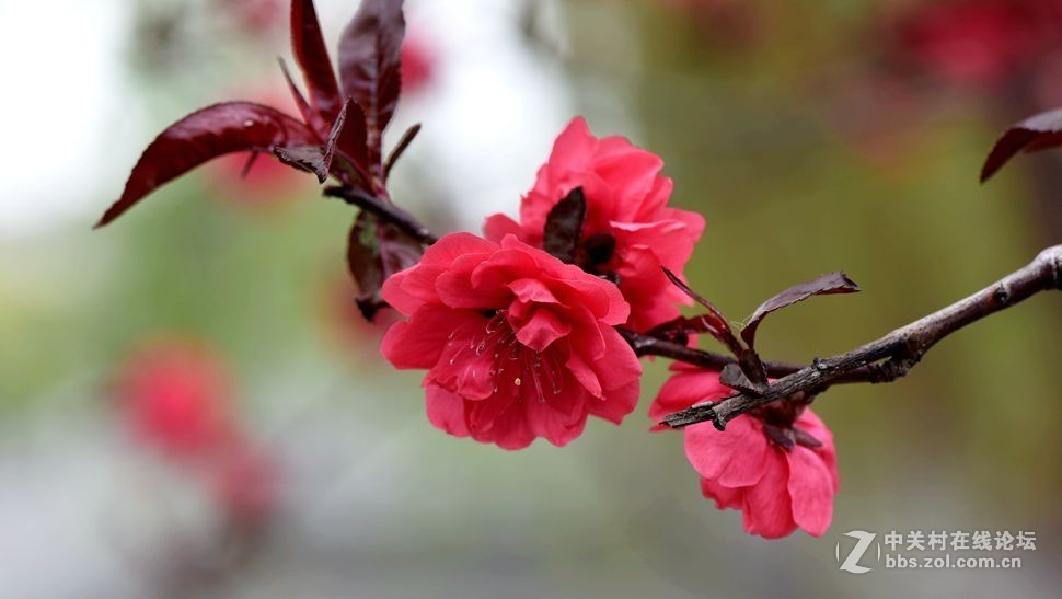 周末市区市河边用105拍花（一）