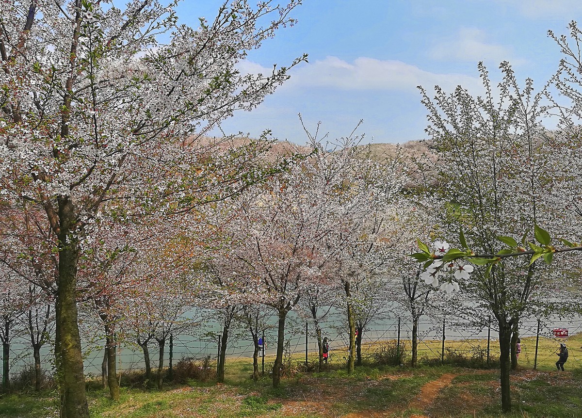 貴州平壩櫻花園