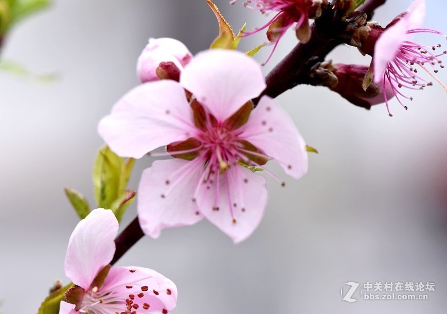 周末市区市河边用105拍花（一）