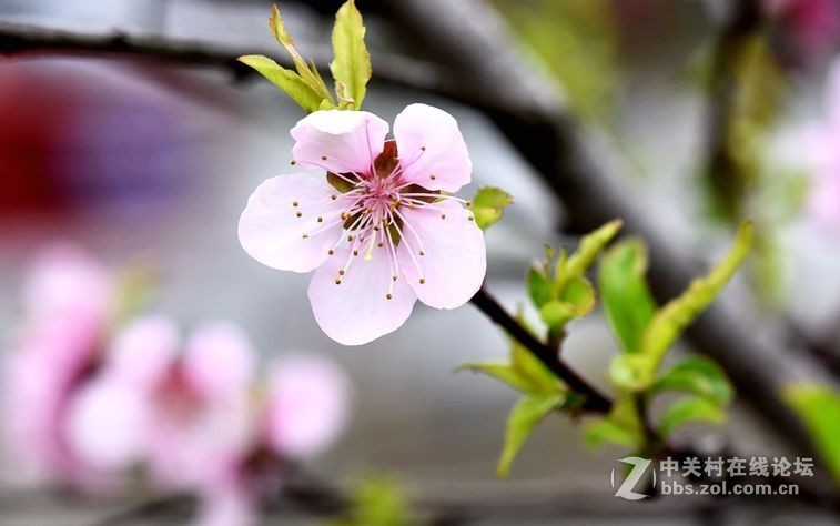 周末市区市河边用105拍花（一）