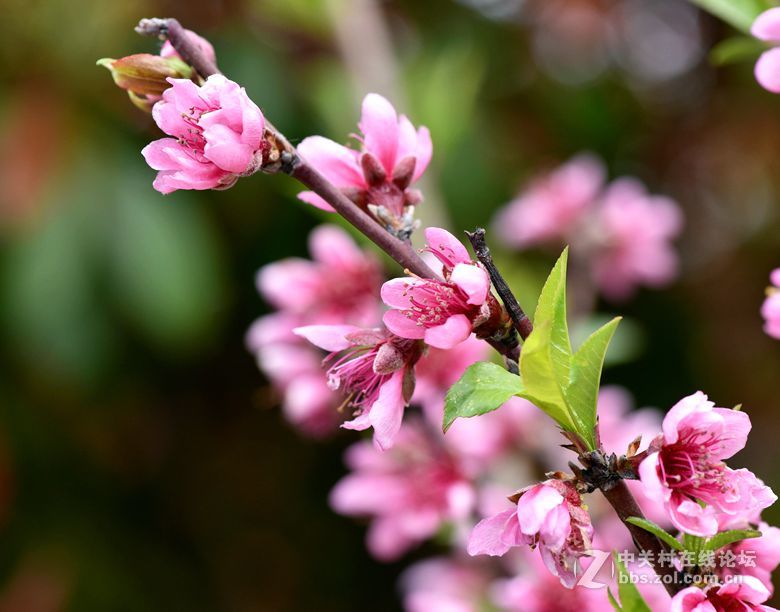 周末市区市河边用105拍花（一）