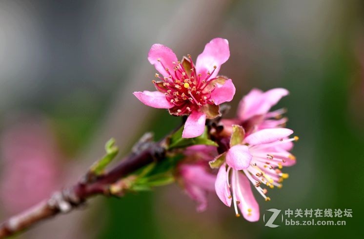 周末市区市河边用105拍花（一）