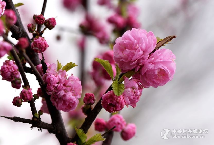 周末市区市河边用105拍花（一）