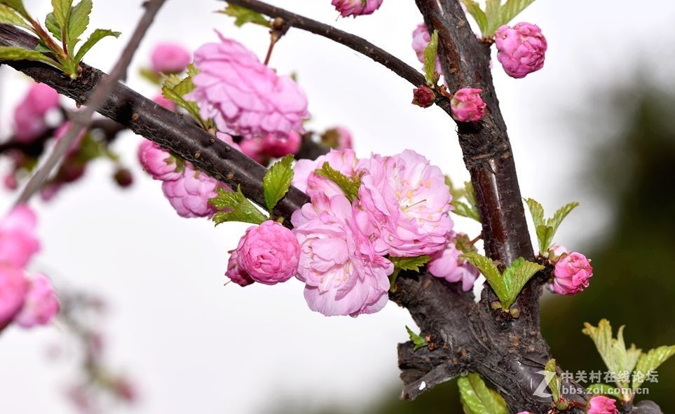 周末市区市河边用105拍花（一）