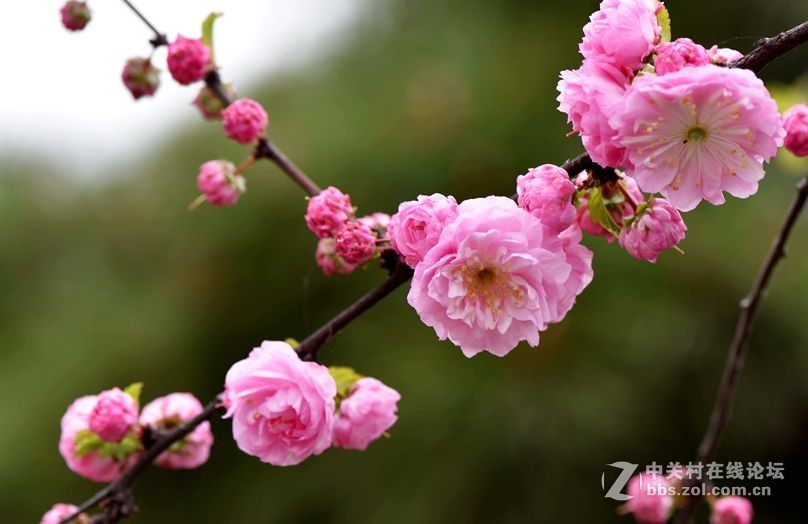 周末市区市河边用105拍花（一）