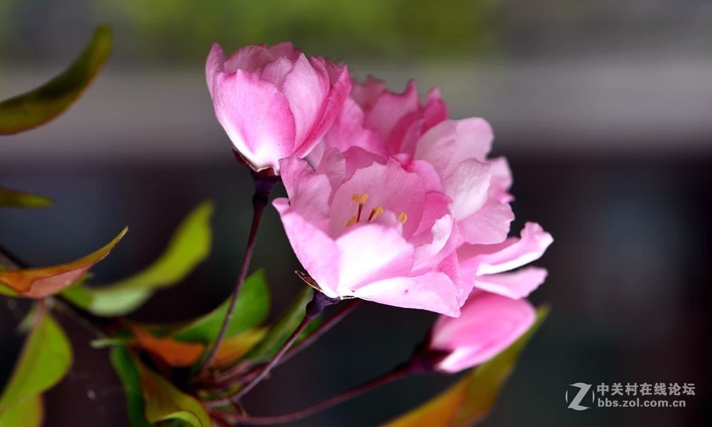 周末市区市河边用105拍花（一）