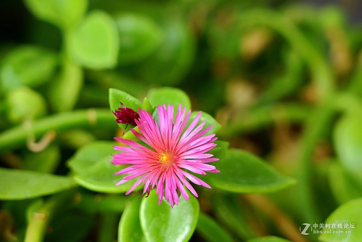 今天风大’气温较低，在家拍了几张。