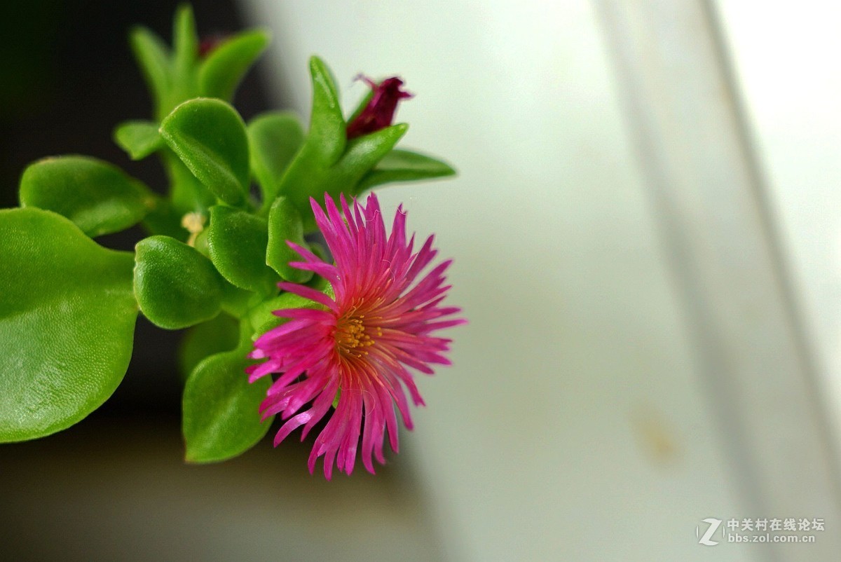 今天风大’气温较低，在家拍了几张。