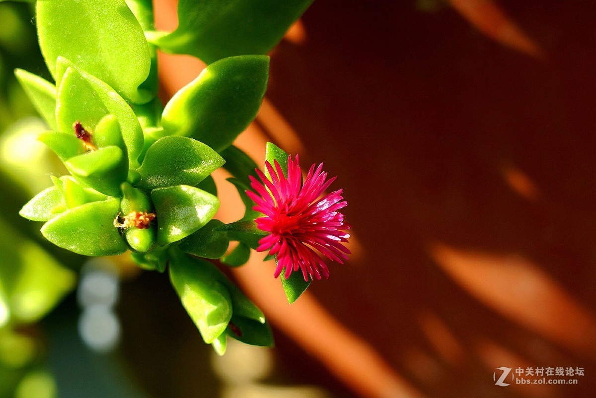 今天风大’气温较低，在家拍了几张。