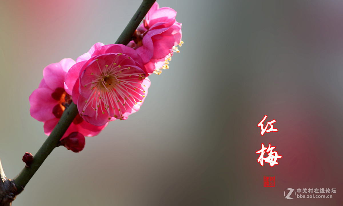 红梅花