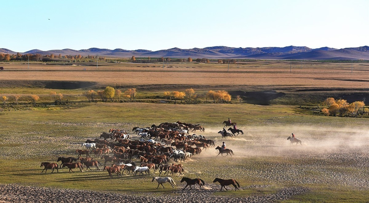 乌兰布统-------骏马奔腾