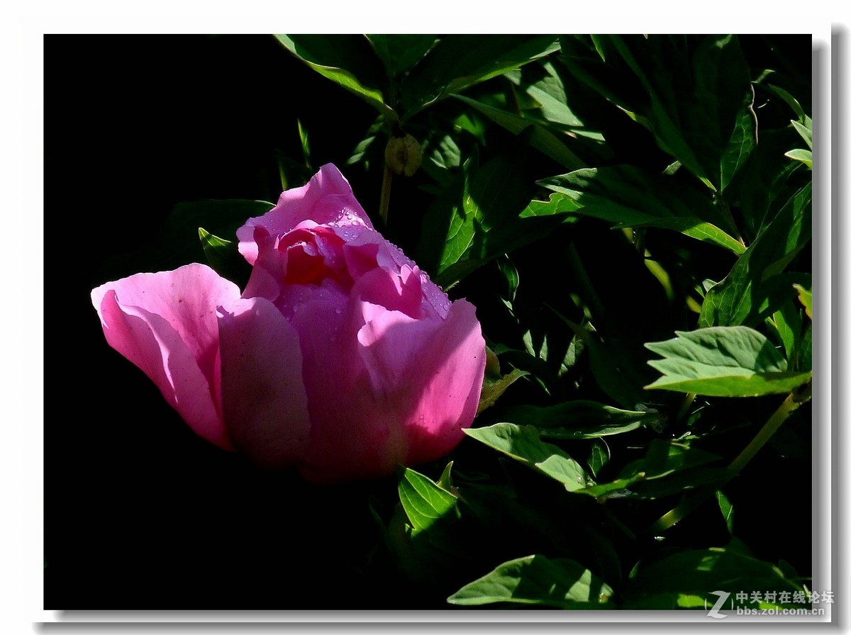 光影《芍药花》。。。