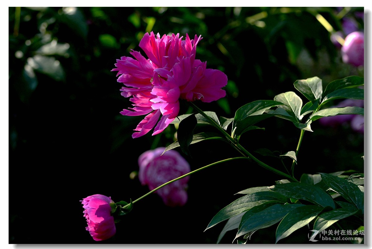 光影《芍药花》。。。