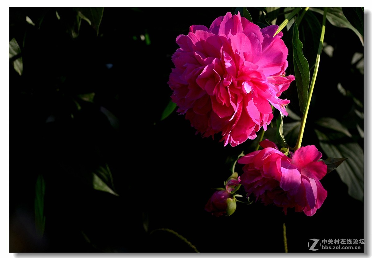 光影《芍药花》。。。