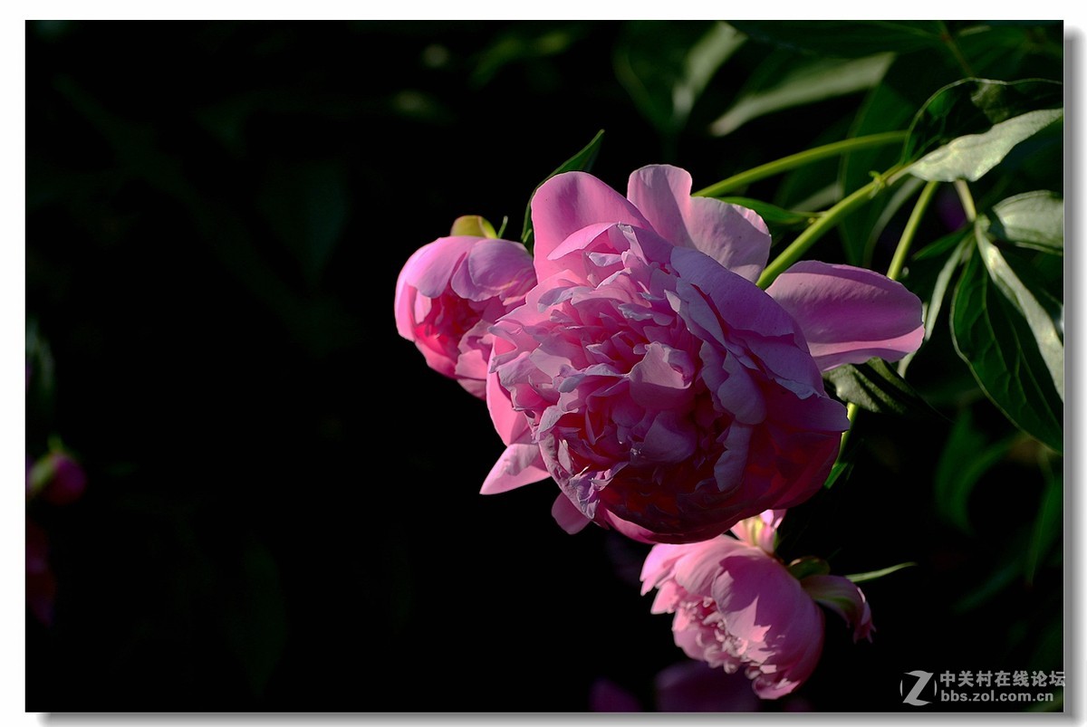 光影《芍药花》。。。