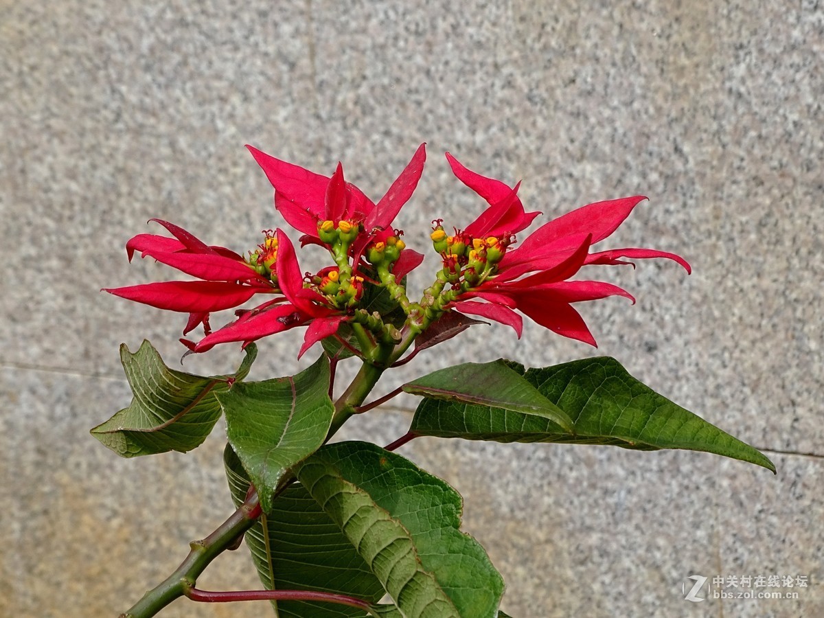【一品红】-中关村在线摄影论坛