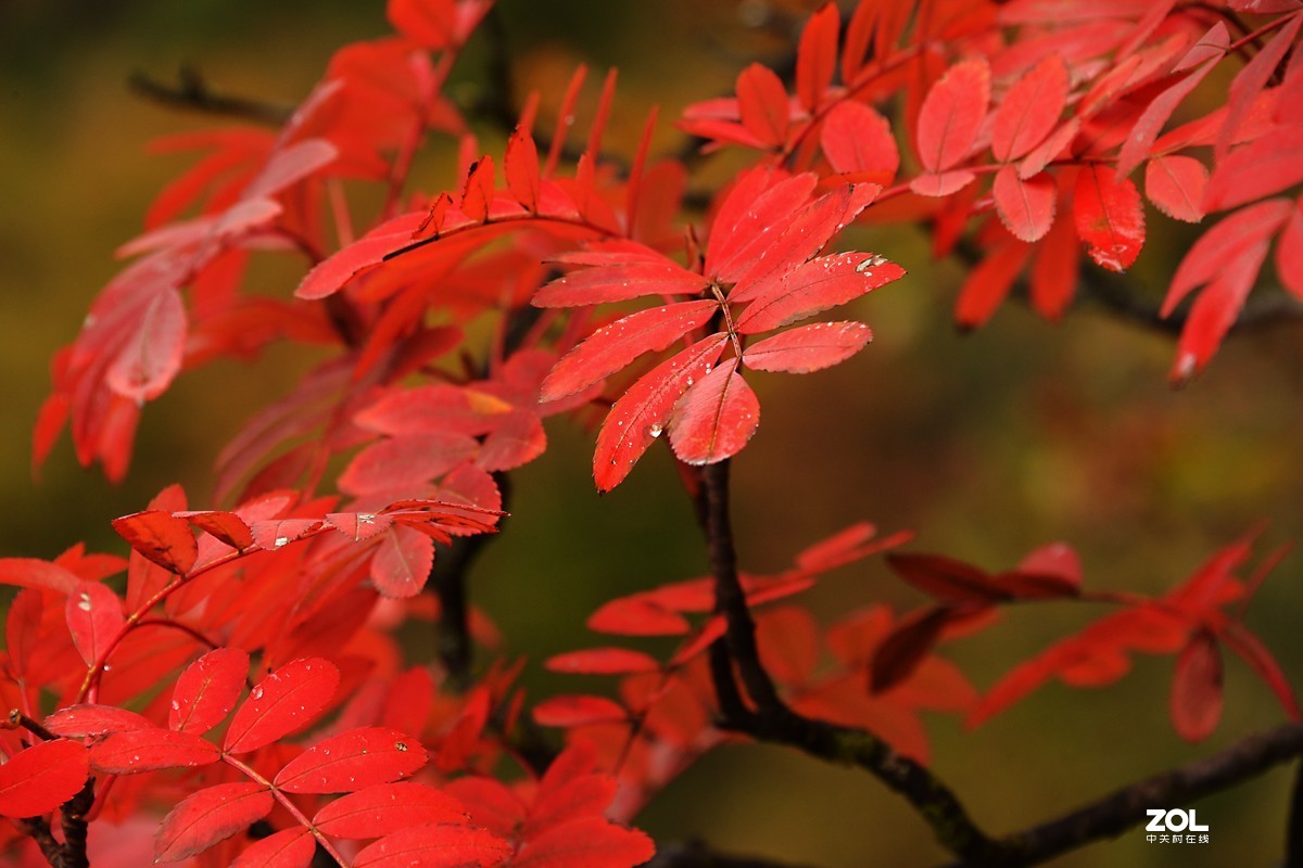 金秋，漫步川西高原
