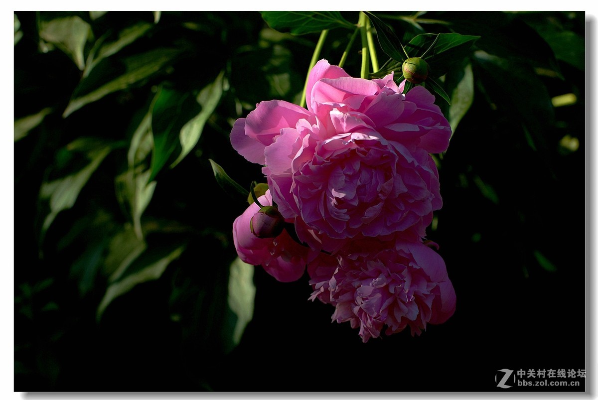 光影《芍药花》。。。