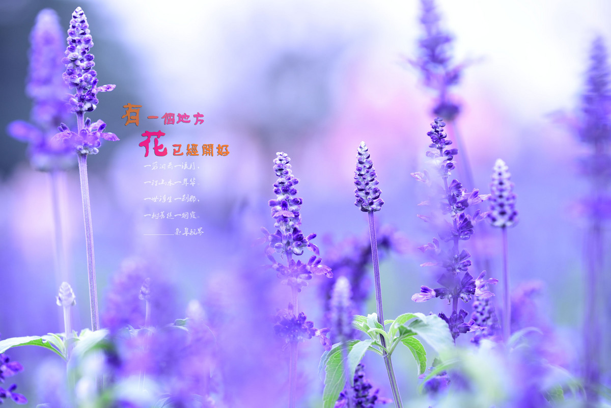 #尼康花卉作品赏析#【有一个地方，花已经开好】 （老阿推荐）