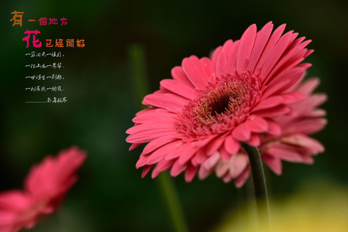 #尼康花卉作品赏析#【有一个地方，花已经开好】 （老阿推荐）