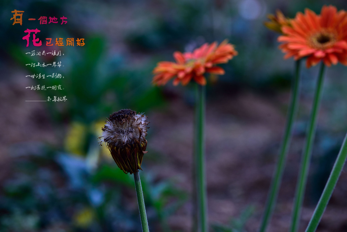 #尼康花卉作品赏析#【有一个地方，花已经开好】 （老阿推荐）