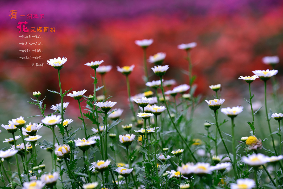#尼康花卉作品赏析#【有一个地方，花已经开好】 （老阿推荐）